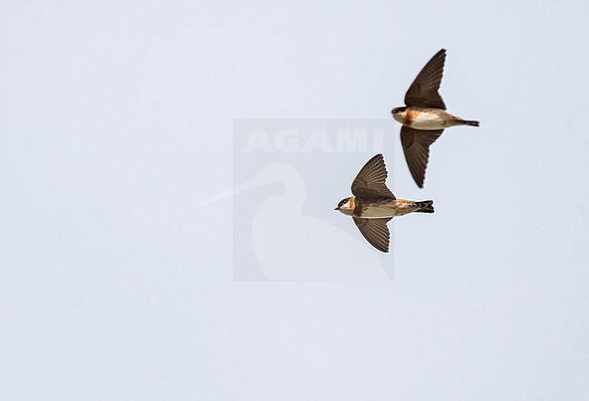 Flying Chestnut-collared Swallow, Petrochelidon rufocollaris, in northern Peru. stock-image by Agami/Pete Morris,