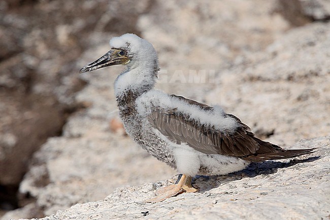 Brown Booby, pullus, Raso, Cape Verde (Sula leucogaster) stock-image by Agami/Saverio Gatto,