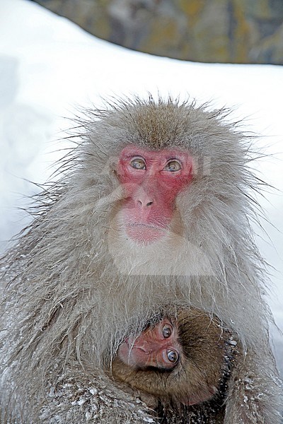 Young Japanese macaque or Snow Monkey (Macaca fuscata) in the snow stock-image by Agami/Pete Morris,