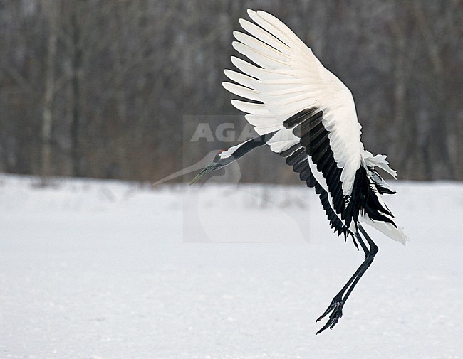 Wintering Red-crowned Crane, Grus japonensis, near Kushiro, Hokkaido, Japan. stock-image by Agami/Pete Morris,