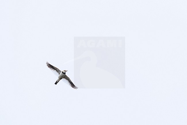 adult male Mongolian lark (Melanocorypha mongolica) doing song flight, found in Choibalsan in Dornod Aimag in Mongolia stock-image by Agami/Mathias Putze,
