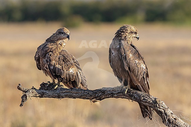 Two 2nd calendar year Black Kites in side view sitting on a branch stock-image by Agami/Onno Wildschut,