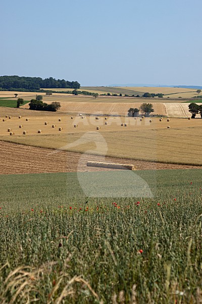 Landbouw in de Morvan (Frankrijk), Agriculture in the Morvan (France) stock-image by Agami/Theo Douma,
