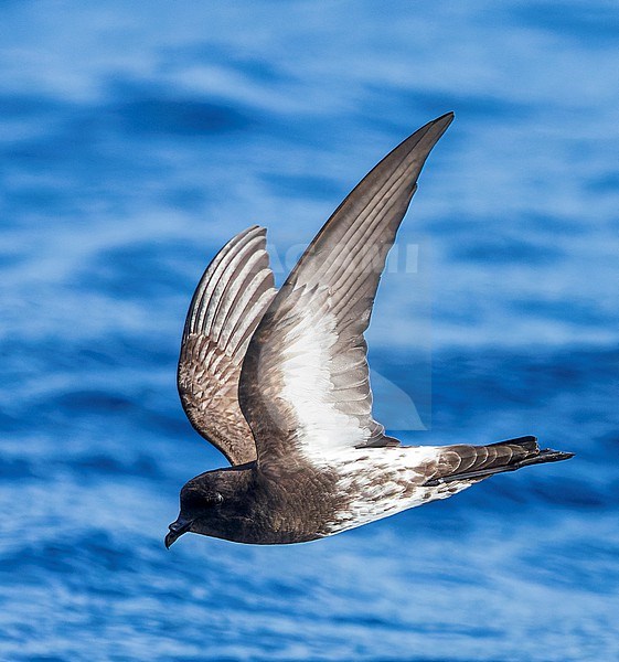 New Zealand Storm Petrel (Fregetta maoriana), a critically endangered seabird species endemic to New Zealand. Flying above the ocean surface. stock-image by Agami/Marc Guyt,