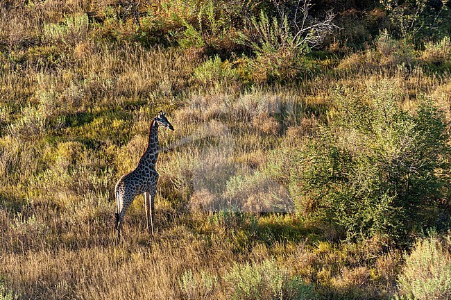 Aerial view of a southern giraffe, Giraffa camelopardalis. Okavango Delta, Botswana. stock-image by Agami/Sergio Pitamitz,