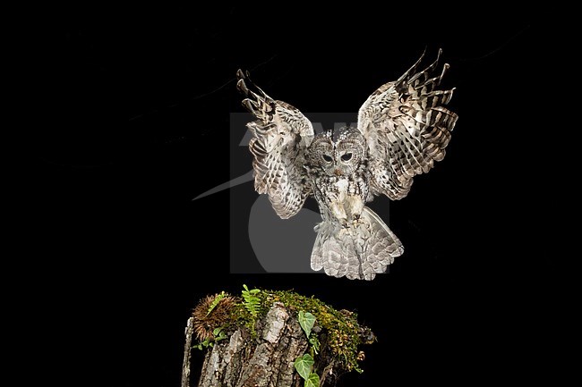 Tawny Owl (Strix aluco) in the Aosta valley in northern Italy. Landing on a tree stump during the night, seen from the front. stock-image by Agami/Alain Ghignone,