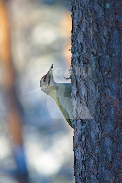 Grey-headed Woodpecker climbing to a trunck of a tree; Grijskopspecht zittend tegen boomstand stock-image by Agami/Markus Varesvuo,
