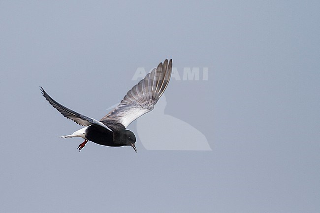 White-winged Tern - Weissflügel-Seeschwalbe - Chlidonias leucopterus, Poland, adult stock-image by Agami/Ralph Martin,