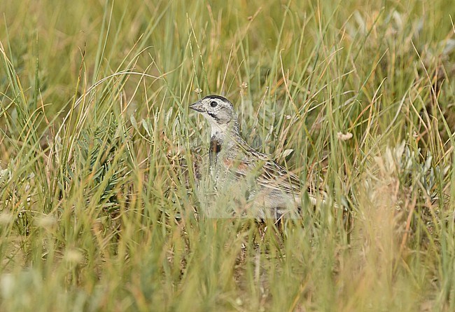 The Thick-billed Longspur (formaly known as  McCown's Longspur) is a handsome bird of the wide-open shortgrass prairies at the center of the North American continent. stock-image by Agami/Eduard Sangster,