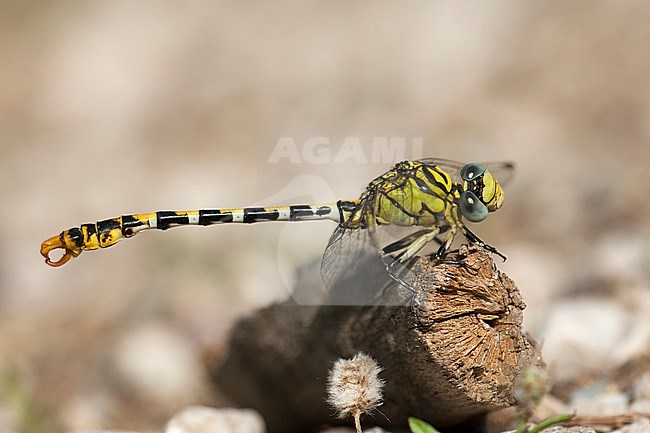 Mannetje Kleine tanglibel, Male Onychogomphus forcipatus albotibialis stock-image by Agami/Wil Leurs,