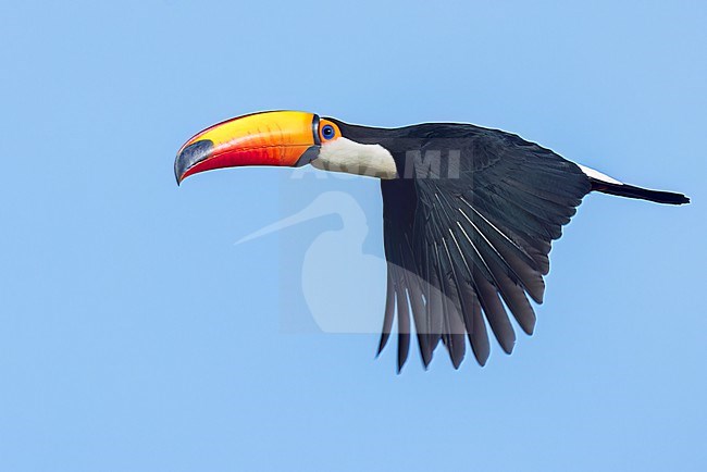 Toco Toucan (Ramphastos toco) flying in the Pantanal of Brazil. stock-image by Agami/Glenn Bartley,