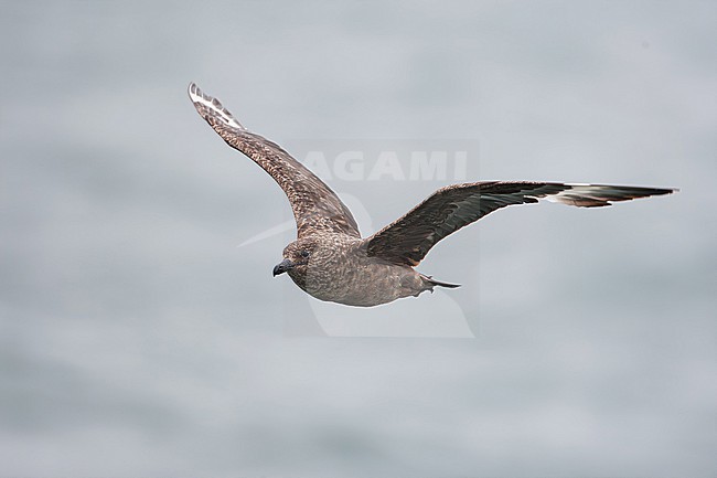 adult great skua (stercorarius skua) in flight and activly moulting, found offshore at the German Beight / North Sea stock-image by Agami/Mathias Putze,