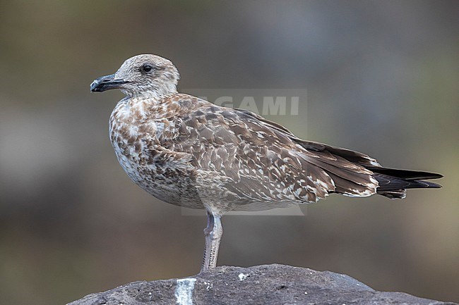 Azores Yellow-legged Gull; Larus michahellis atlantis stock-image by Agami/Daniele Occhiato,