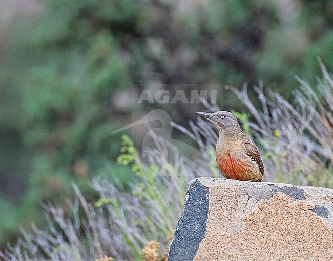 Ground woodpecker (Geocolaptes olivaceus) in South Africa. stock-image by Agami/Pete Morris,