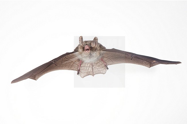 Franjestaart vliegend, Natterer's bat flying stock-image by Agami/Theo Douma,