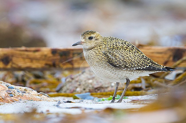 Eurasian Golden Plover (Pluvialis apricaria), Germany, adult in autumn/winter plumage. stock-image by Agami/Ralph Martin,