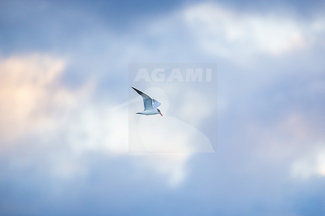  stock-image by Agami/Menno van Duijn,