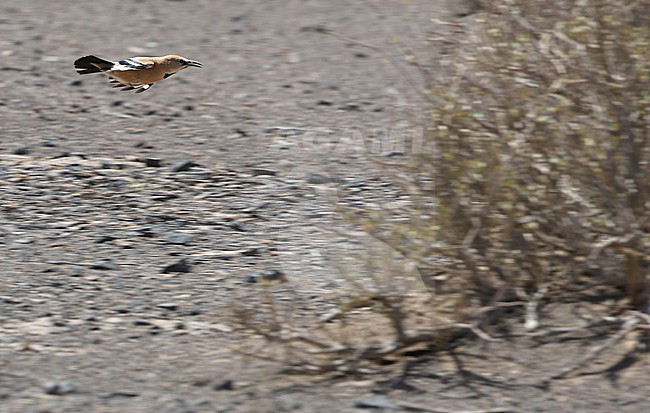 Iranian ground jay (Podoces pleskei) or Pleske's ground jay, in desert of Iran. Known as Zaghbur in Persian stock-image by Agami/James Eaton,