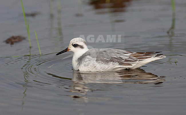 Wintering Red Phalarope (Phalaropus fulicarius) in Kenema in Sierra Leone. stock-image by Agami/David Monticelli,