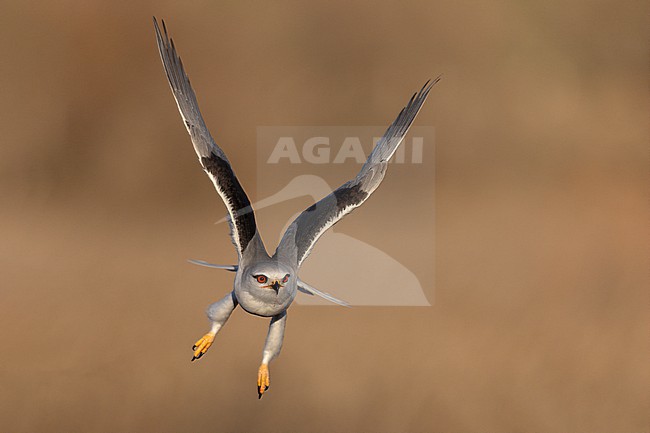 Black-winged Kite (Elanus caeruleus ssp. caeruleus) in flight seen from front, Castilla-La Mancha, Spain stock-image by Agami/Helge Sorensen,