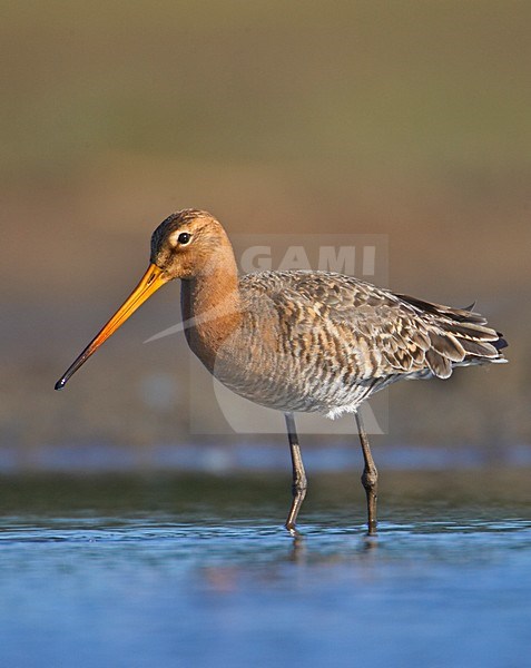 Grutto foeragerend in water; Black-tailed Godwit wading stock-image by Agami/Markus Varesvuo,