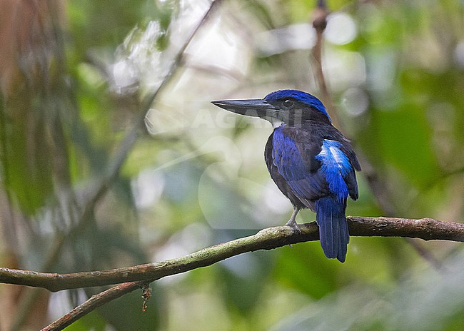 Blue-black Kingfisher (Todiramphus nigrocyaneus) in West Papua, Indonesia. stock-image by Agami/Pete Morris,