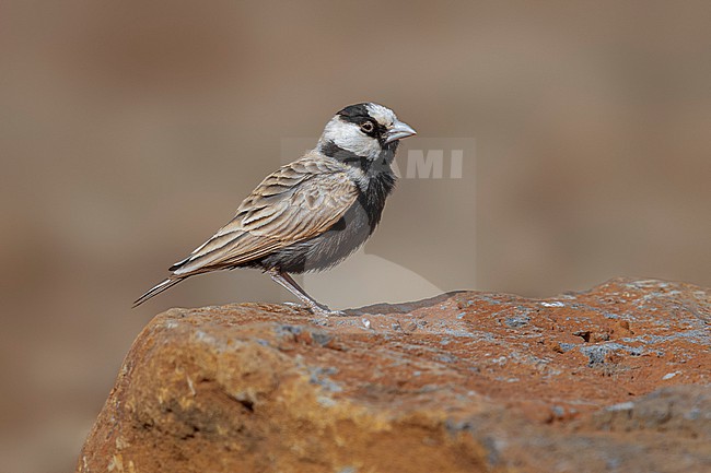 Male Cape Verde Black-crowned Sparrow-Lark (Eremopterix nigriceps nigriceps) sitting on the ground in Moia Moia, Santiago, Cape Verde. stock-image by Agami/Vincent Legrand,