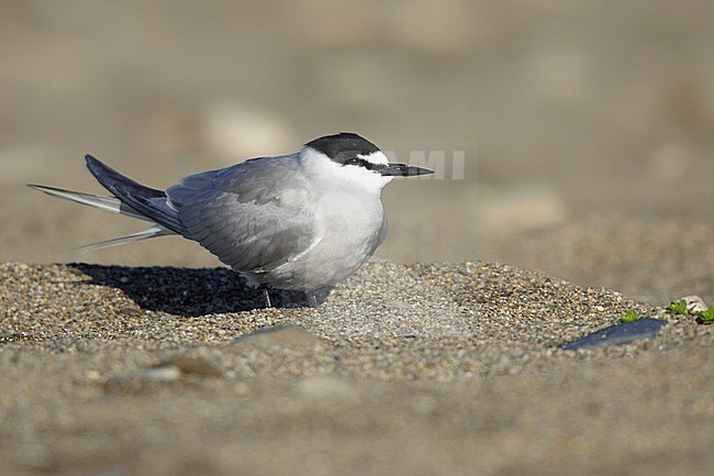 Adult breeding
Seward Peninsula, AK
June 2018 stock-image by Agami/Brian E Small,