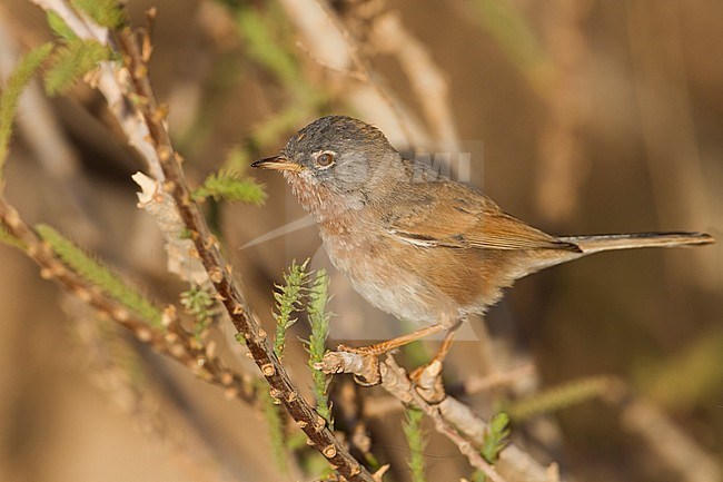 Male Tristram's Warbler (Curruca deserticola) on a twig stock-image by Agami/Ralph Martin,