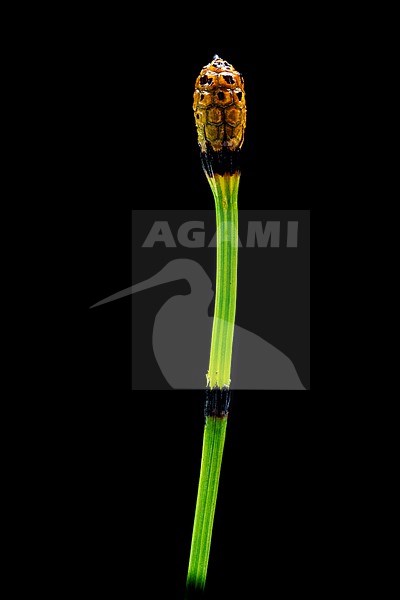 Variegated Horsetail, Equisetum variegatum stock-image by Agami/Wil Leurs,