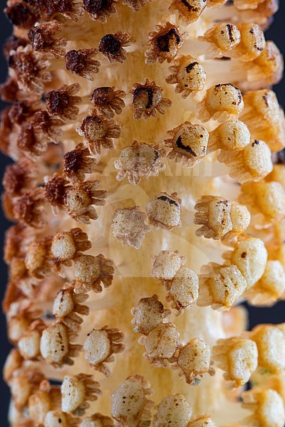 Spore-bearing strobilus of the Great Horsetail stock-image by Agami/Wil Leurs,
