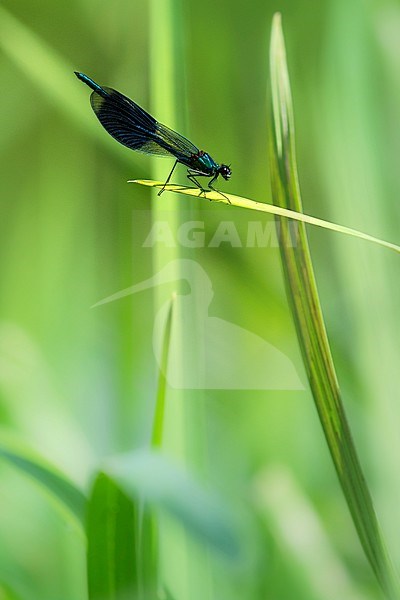Weidebeekjuffer, Banded Demoiselle stock-image by Agami/Wil Leurs,