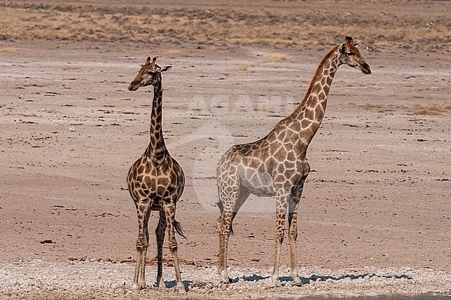 Giraffes, Giraffa camelopardalis, stand in a dry, flat plain in Etosha National Park. Etosha National Park, Namibia. stock-image by Agami/Sergio Pitamitz,