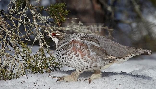 Hazelhoen foeragerend in de sneeuw, Hazel Grouse foraging in the snow stock-image by Agami/Markus Varesvuo,