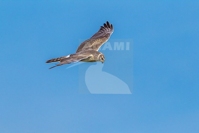 2nd year male Pallid Harrier stay for a while on the same field in OthÃ©e, Belgium during spring migration. stock-image by Agami/Vincent Legrand,