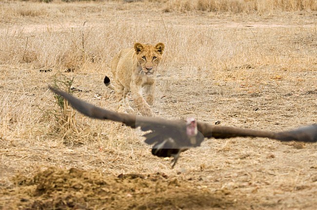 Jonge Afrikaanse Leeuw; Young African Lion stock-image by Agami/Marc Guyt,