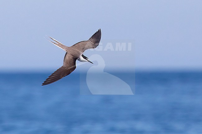 Brided tern (Onychoprion anaethetus), in flight, seen from above, with the sky and the sea as background stock-image by Agami/Sylvain Reyt,
