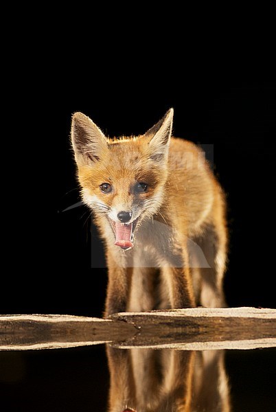 Jonge Vos bij drinkplaats; Immature Red Fox at drinking station stock-image by Agami/Bence Mate,