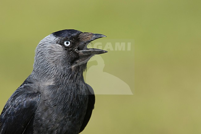Kauw zoekt verkoeling; Jackdaw searching coolness stock-image by Agami/Harvey van Diek,