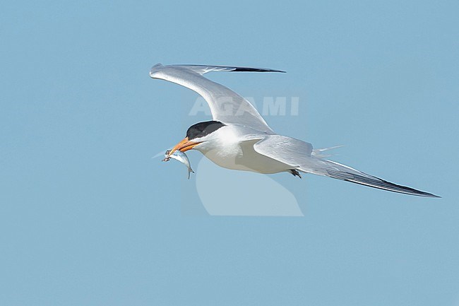 Adult breeding
Galveston Co., TX
April 2018 stock-image by Agami/Brian E Small,