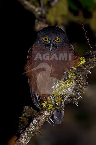 Papuan Boobook (Ninox theomacha) Perched on a branch at night in Papua New Guinea stock-image by Agami/Dubi Shapiro,