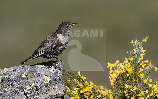 Ring Ouzel (Turdus torquatus alpestris) perched on a rock among yellow flowers in the Cantabrian Mountains, Spain stock-image by Agami/Helge Sorensen,