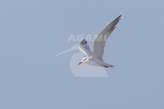 Non-breeding plumage Gull-billed Tern (Gelochelidon nilotica) in flight over the water near Mogadishu, Somalia. stock-image by Agami/David Monticelli,