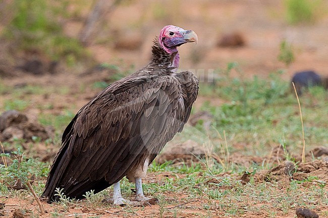 Lappet-faced vulture (Torgos tracheliotos), side view of an adult standing on the ground, Mpumalanga, South Africa stock-image by Agami/Saverio Gatto,