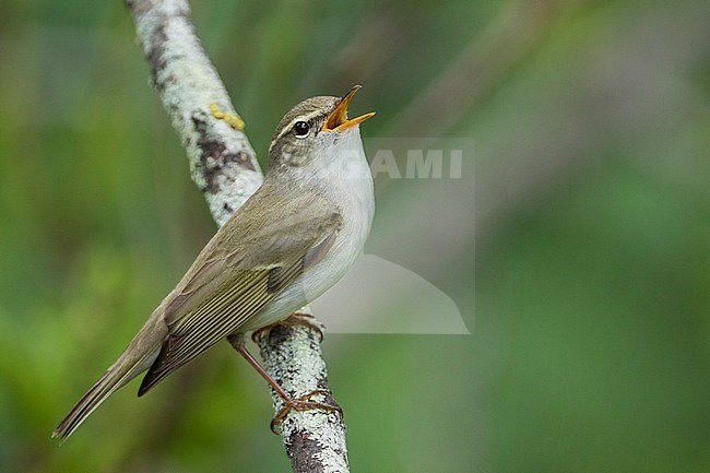 Arctic Warbler zingend; Noordse Boszanger singing stock-image by Agami/Ralph Martin,