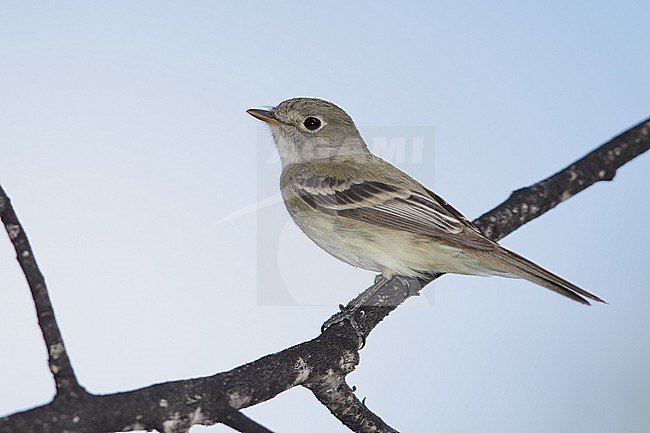 Kleine Feetiran op een tak, Least Flycatcher perched on a branch stock-image by Agami/Brian E Small,