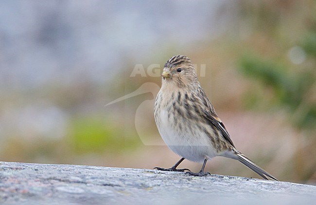 Frater op de grond, Twite on the ground stock-image by Agami/Markus Varesvuo,