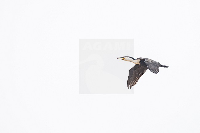 Witborstaalscholver, White-breasted Cormorant, Phalacrocorax lucidus stock-image by Agami/Menno van Duijn,