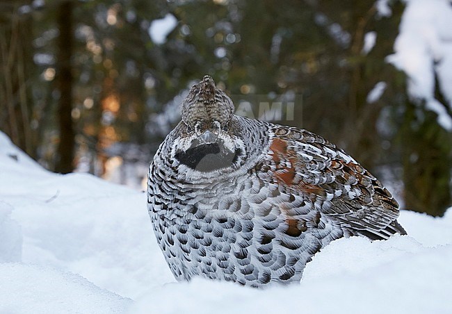 Hazel Grouse (Tetrastes bonasia) during cold winter near Helsinki in Finland. Looking straight into the camera. stock-image by Agami/Markus Varesvuo,