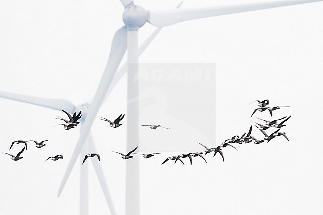 Dark-bellied Brent, Branta bernicla group flying in formation in front of windmill stock-image by Agami/Menno van Duijn,